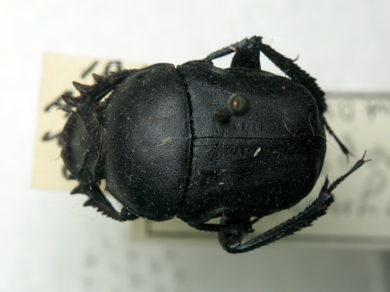 Gymnopleurus mopsus (Pallas, 1781)